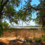 Pahranagat-Lake-Spring_20200627_121814-optimized