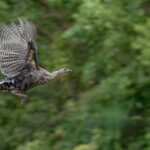 Photo By Susan Sharp Kjellsen