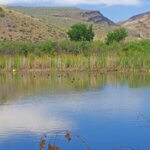 Photo By Donna Greenbaum