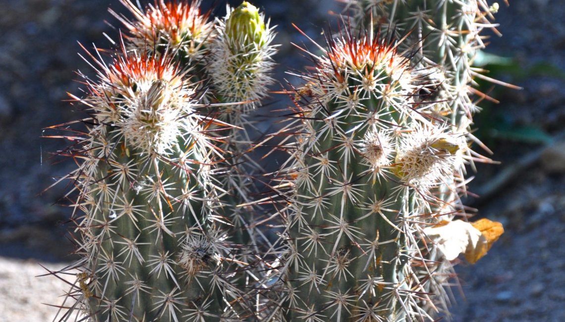 KR Cactus 2